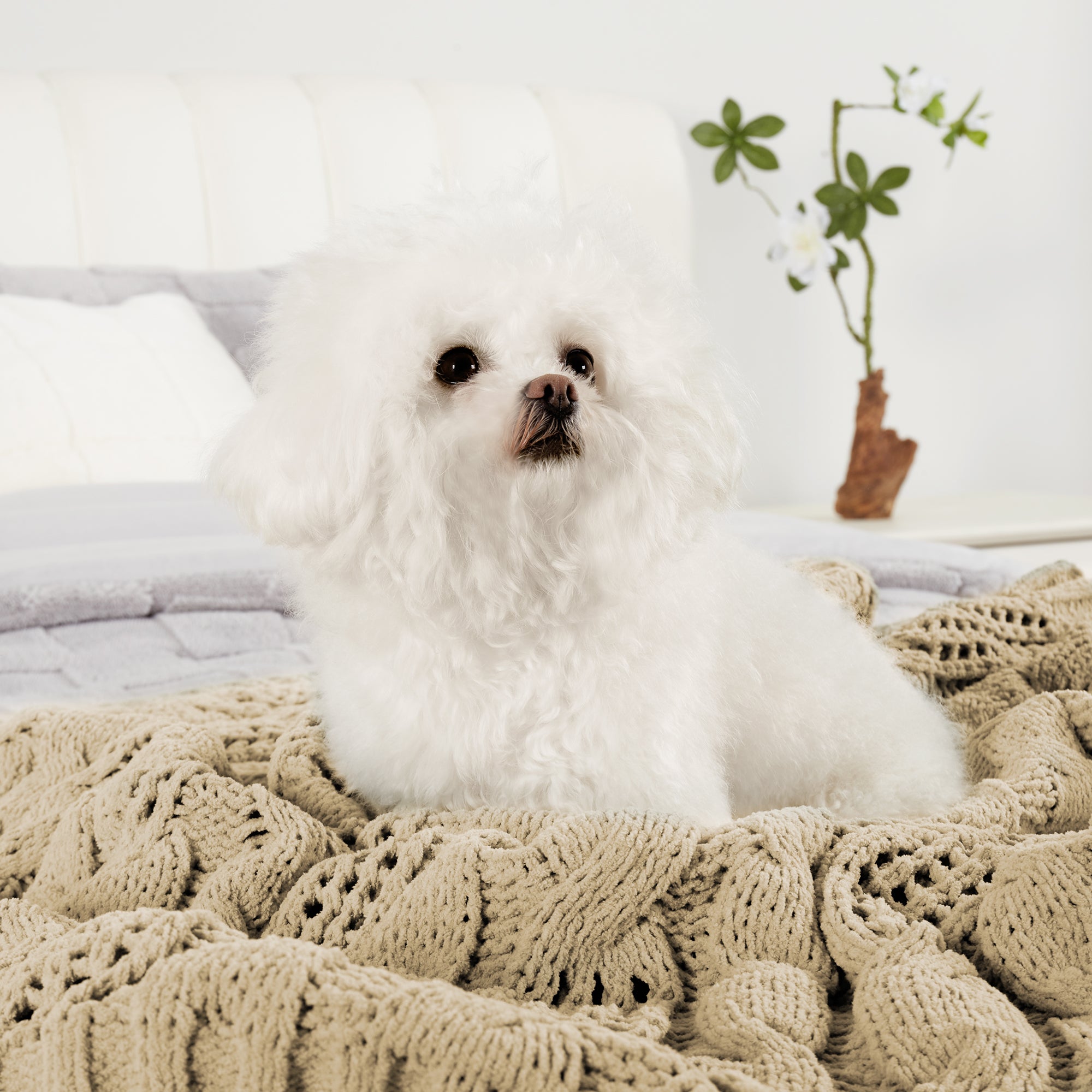 Dog resting on a cable chenille knit throw blanket in Beige in a cozy home setting #color_Beige