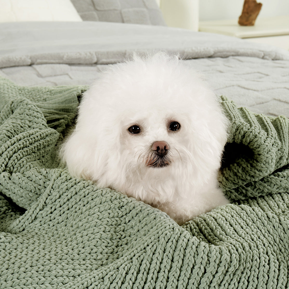 Dog resting on a soft chevron chenille knit throw blanket in Sage Green in a cozy home setting #color_Sage Green