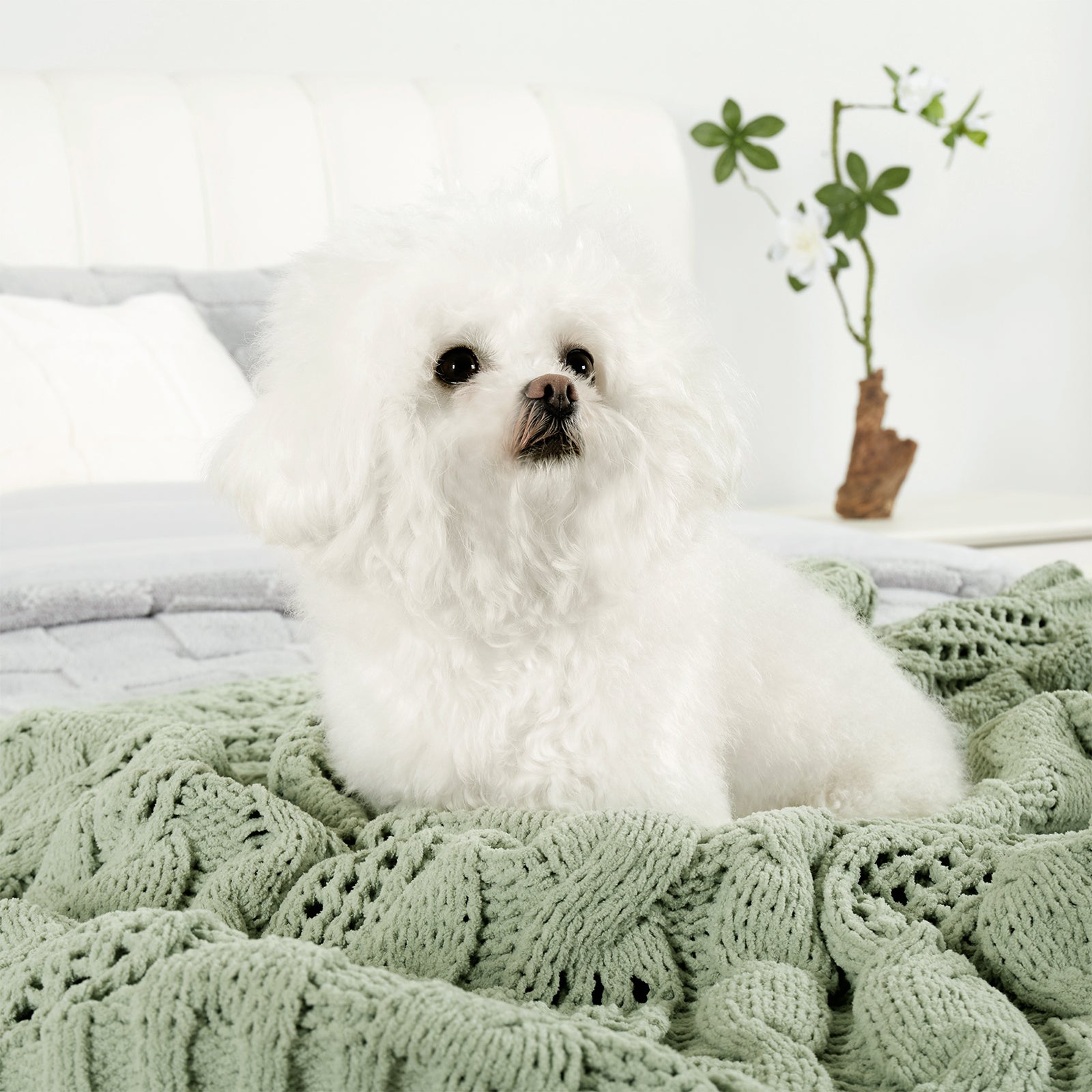 Dog resting on a cable chenille knit throw blanket in Sage Green in a cozy home setting #color_Sage Green