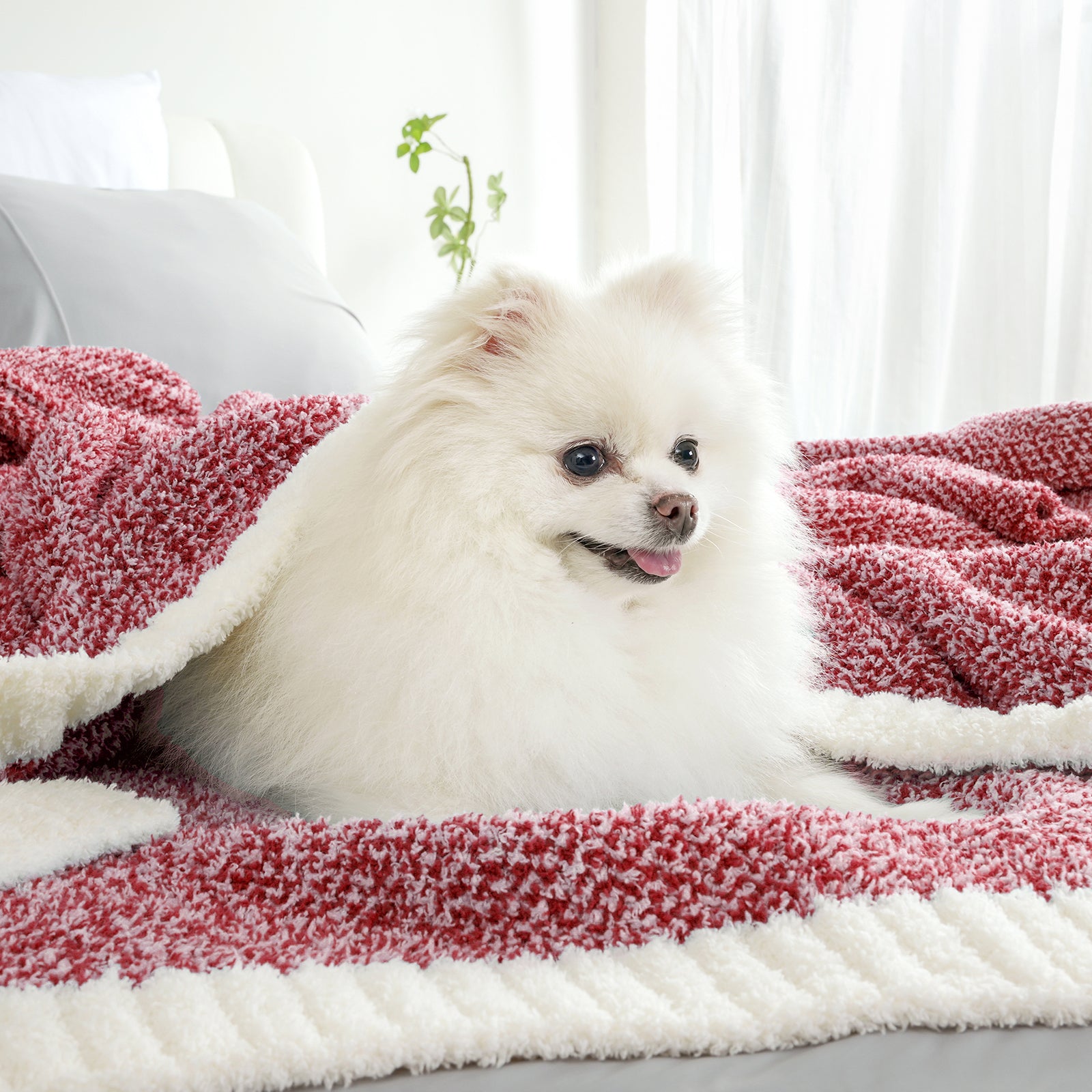 White dog lying on a red and white blanket in a bright room #color_Heather Red