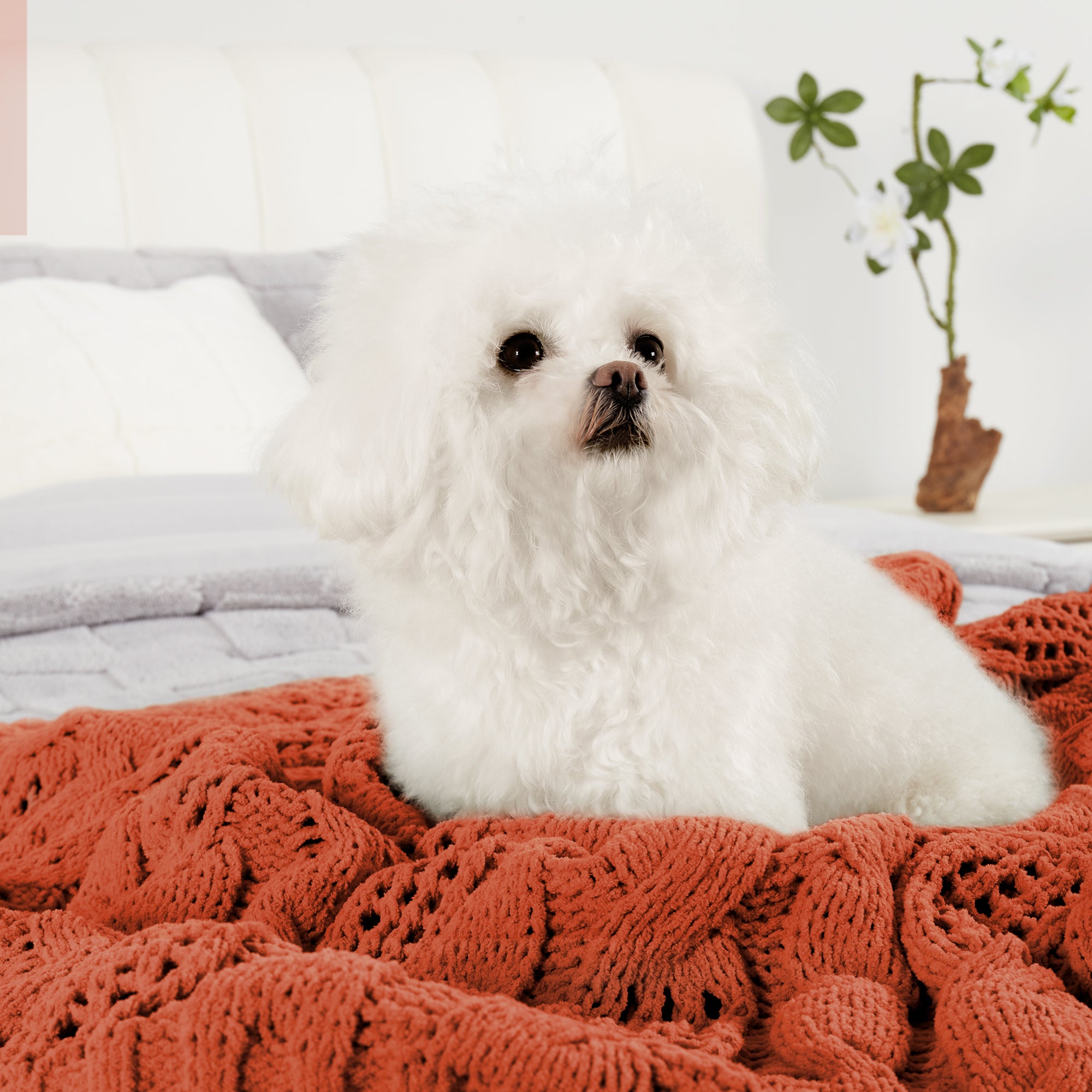 Dog resting on a cable chenille knit throw blanket in Burnt Orange in a cozy home setting #color_Burnt Orange