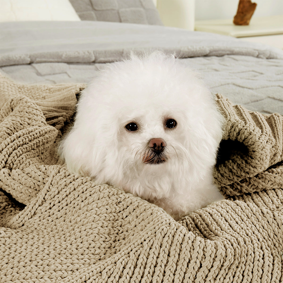 Dog resting on a soft chevron chenille knit throw blanket in Beige in a cozy home setting #color_Beige